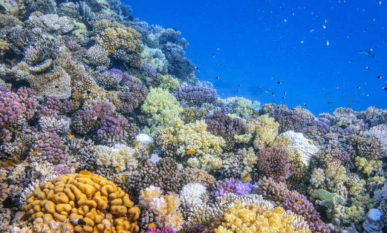 коралов риф
