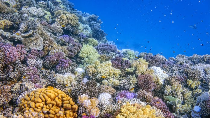 коралов риф