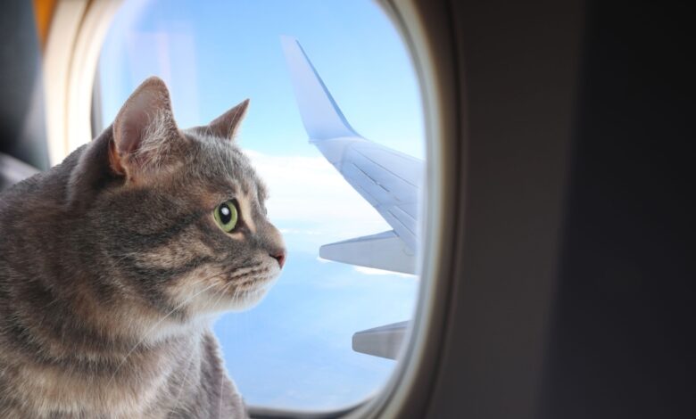 котка самолет