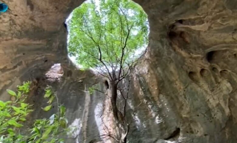 пещерата с дървото