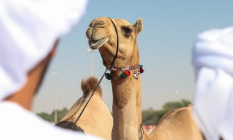 абу даби камила