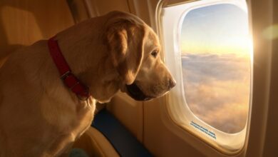 куче самолет