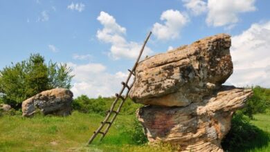 добровански гъби