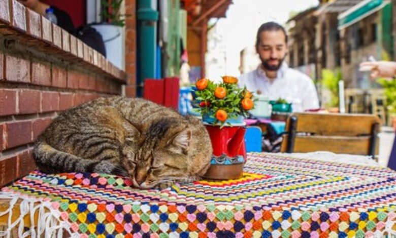 истанбул коте кафе